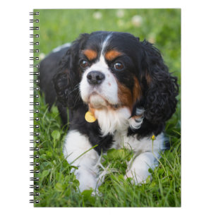 Caderno Espiral Cavaleiro Tricolor Rei Charles Spaniel