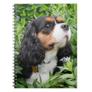 Caderno Espiral Cavaleiro Tricolor Rei Charles Spaniel