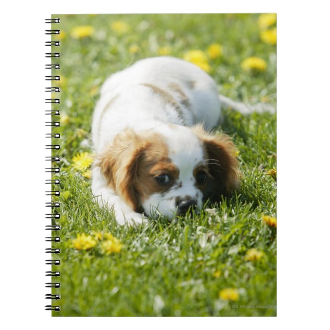 Caderno Espiral Cavalier King Charles Spaniel (Frente)