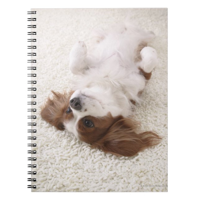 Caderno Espiral Cavalier mostrando barriga (Frente)