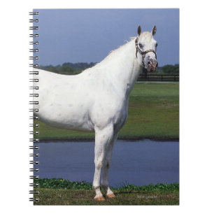 Caderno Espiral Cavalo do Appaloosa