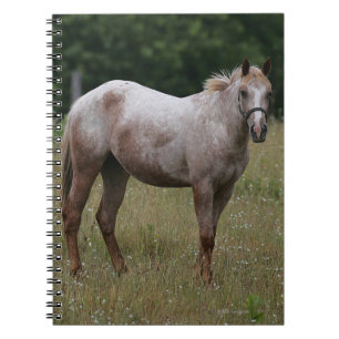 Caderno Espiral Cavalo do Appaloosa que está na grama