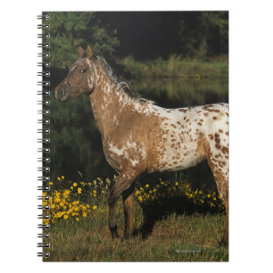 Caderno Espiral Cavalo do Appaloosa que está pelo lago
