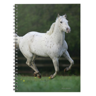 Caderno Espiral Cavalo do Appaloosa que funciona 1