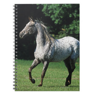 Caderno Espiral Cavalo do Appaloosa que funciona 2