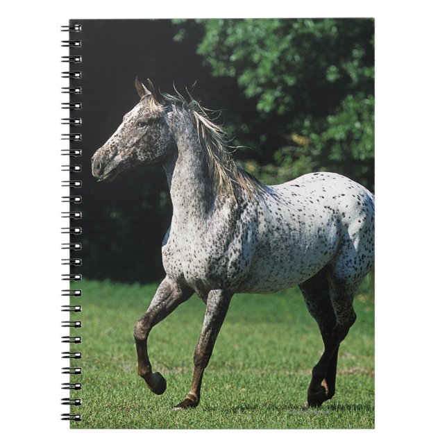 Caderno Espiral Cavalo do Appaloosa que funciona 2 (Frente)