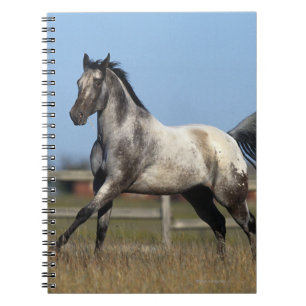 Caderno Espiral Cavalo do Appaloosa que funciona 3