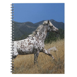 Caderno Espiral Cavalo do Appaloosa que funciona acima a montanha