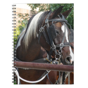 Caderno Espiral Cavalo do carrinho de Amish do Pinto da baía
