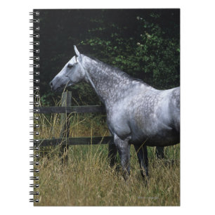 Caderno Espiral Cavalo do puro-sangue que está pela cerca