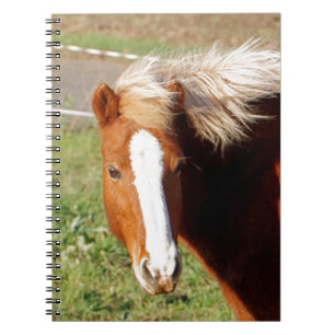 Caderno Espiral Cavalo Islandês 001
