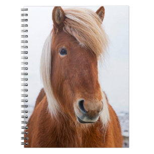Caderno Espiral Cavalo Islandês durante o inverno
