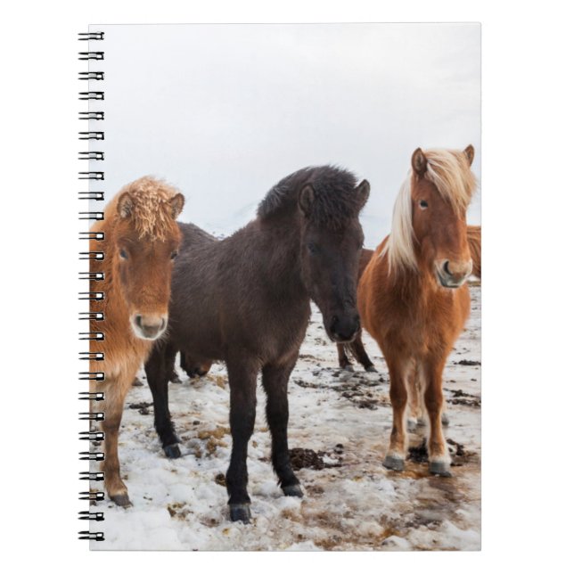 Caderno Espiral Cavalo islandês durante o inverno na Islândia (Frente)