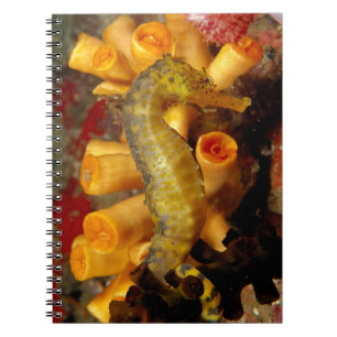 Caderno Espiral Cavalo-Marinho Tailandês de Perto