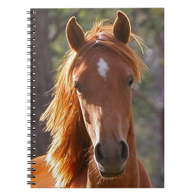 Caderno Espiral Cavalo marrom à luz do sol (Frente)