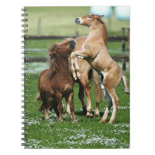 Caderno Espiral Cavalos 3