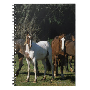 Caderno Espiral Cavalos selvagens 1 do mustang