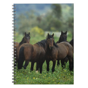 Caderno Espiral Cavalos selvagens 3 do mustang
