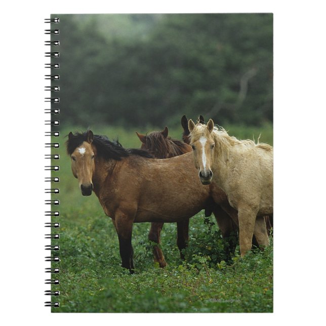 Caderno Espiral Cavalos selvagens 4 do mustang (Frente)