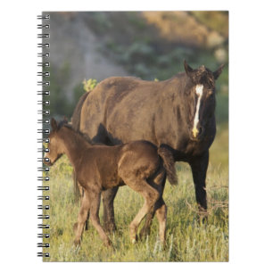 Caderno Espiral Cavalos Selvagens no Parque Nacional Theodore Roos
