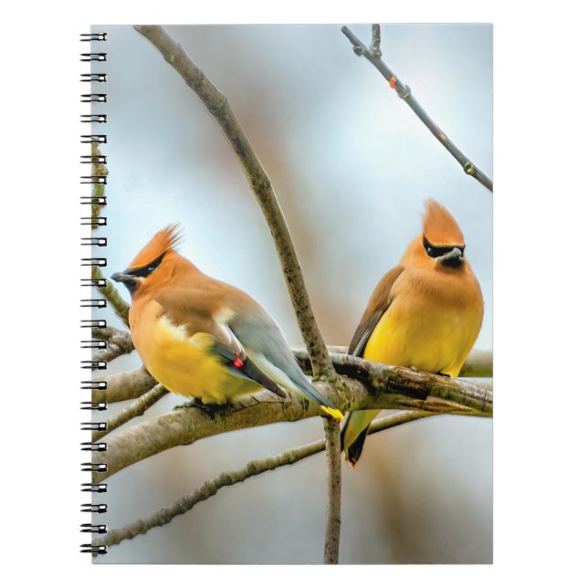 Caderno Espiral Cedar Waxwing - Foto Original (Frente)