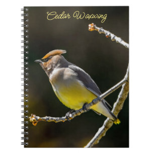 Caderno Espiral Cedar Waxwing Songbird Original Foto de Pássaro Se