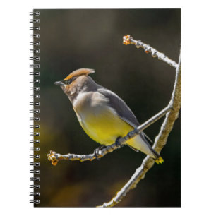 Caderno Espiral Cedar Waxwing Songbird Original Foto de Pássaro Se
