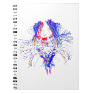 Caderno Espiral Cérebro e Tracktography