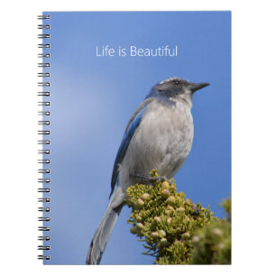 Caderno Espiral Céu Azul Papa-FigOS Árvore (minha fotografia)