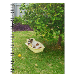 Caderno Espiral Charlie The Fox Terrier Bath Time, Notebook
