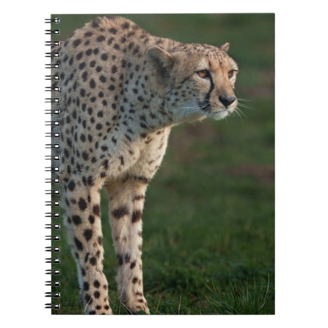 Caderno Espiral Cheetah Ready to Punt (Frente)