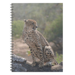 Caderno Espiral Cheetah sentado numa árvore caída na natureza