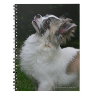 Caderno Espiral Chihuahua de cabelos compridos que olha a câmera