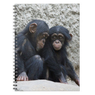 Caderno Espiral Chimpanzé 002