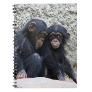 Caderno Espiral Chimpanzé 002
