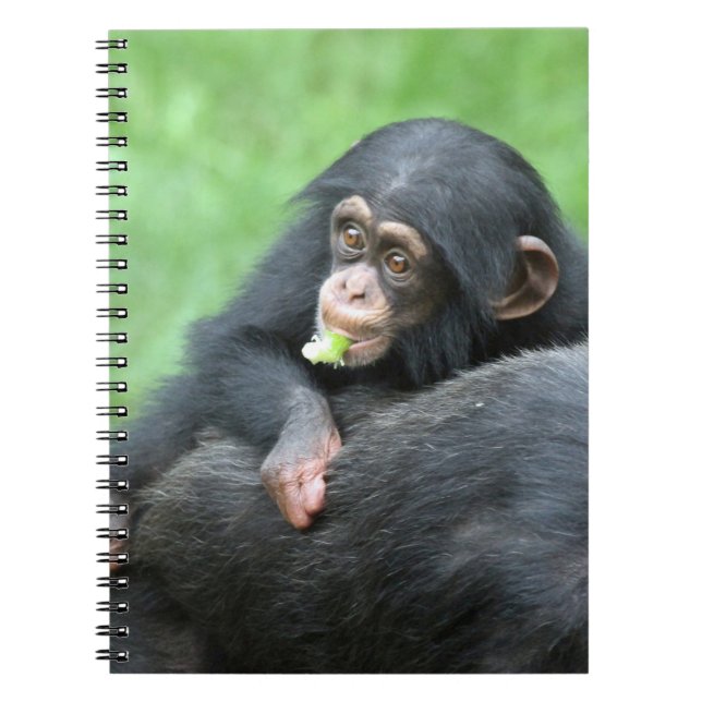 Caderno Espiral Chimpanzé 005 (Frente)
