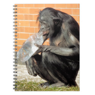 CADERNO ESPIRAL CHIMPANZÉ BONITO