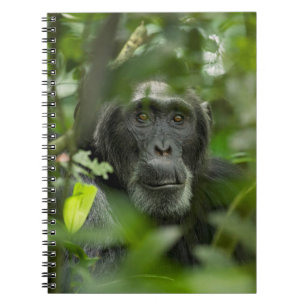 Caderno Espiral Chimpanzé escondido entre a vegetação