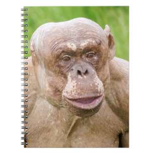 Caderno Espiral Chimpanzé sem Cabelos