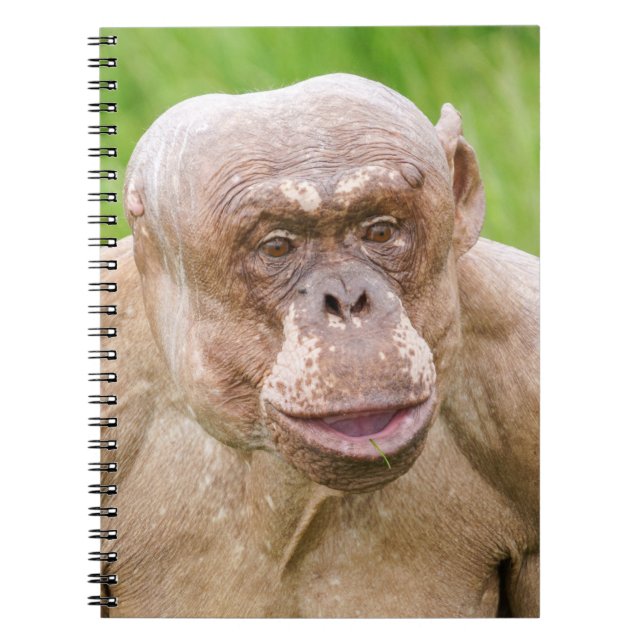 Caderno Espiral Chimpanzé sem Cabelos (Frente)