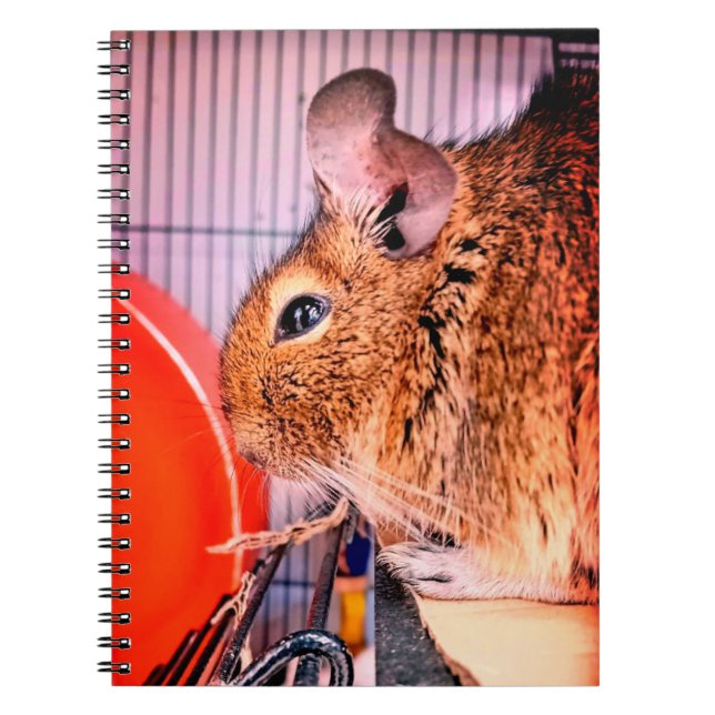 Caderno Espiral Chinchilla (Frente)