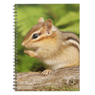 Caderno Espiral Chipmunk macio adorável do bebê
