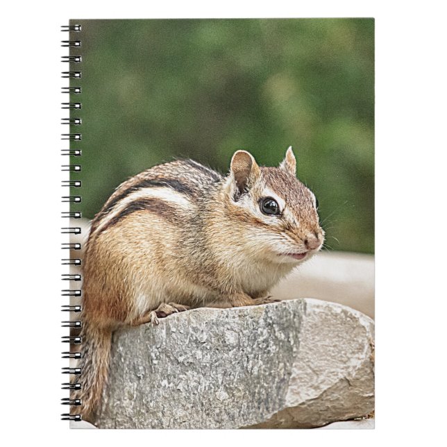 Caderno Espiral Chipmunk numa pedra (Frente)