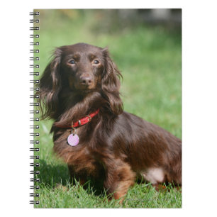 Caderno Espiral Chocolate e Dachshund diminuto de cabelos