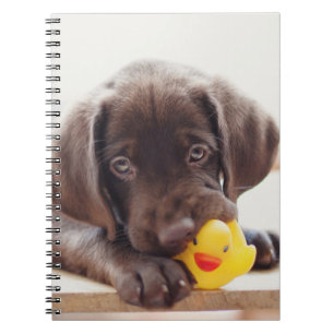 Caderno Espiral Chocolate Labrador Com Pato De Brinquedo