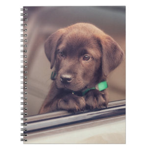 Caderno Espiral Chocolate Labrador Pupido No Carro