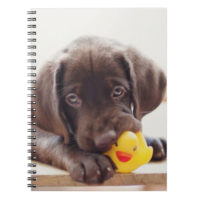 Caderno Espiral Chocolate Labrador Puppy Com Pato De Brinquedo (Frente)