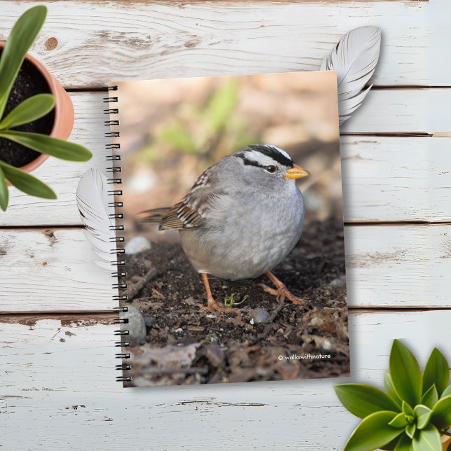 Caderno Espiral Chubby White-Crowned Sparrow no Sol de inverno (Chubby White-Crowned Sparrow on the Ground Journal Cover Photo)