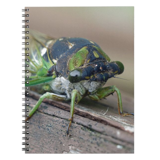 Caderno Espiral Cicada (Frente)