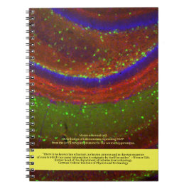 Caderno Espiral Cientistas Dizem... Citação Gitt e Célula Neuronal